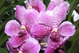 Un mondo di orchidee - immagine 1