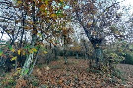 Lunigiana e Garfagnana, 1 giorno tra borghi e natura - immagine 1