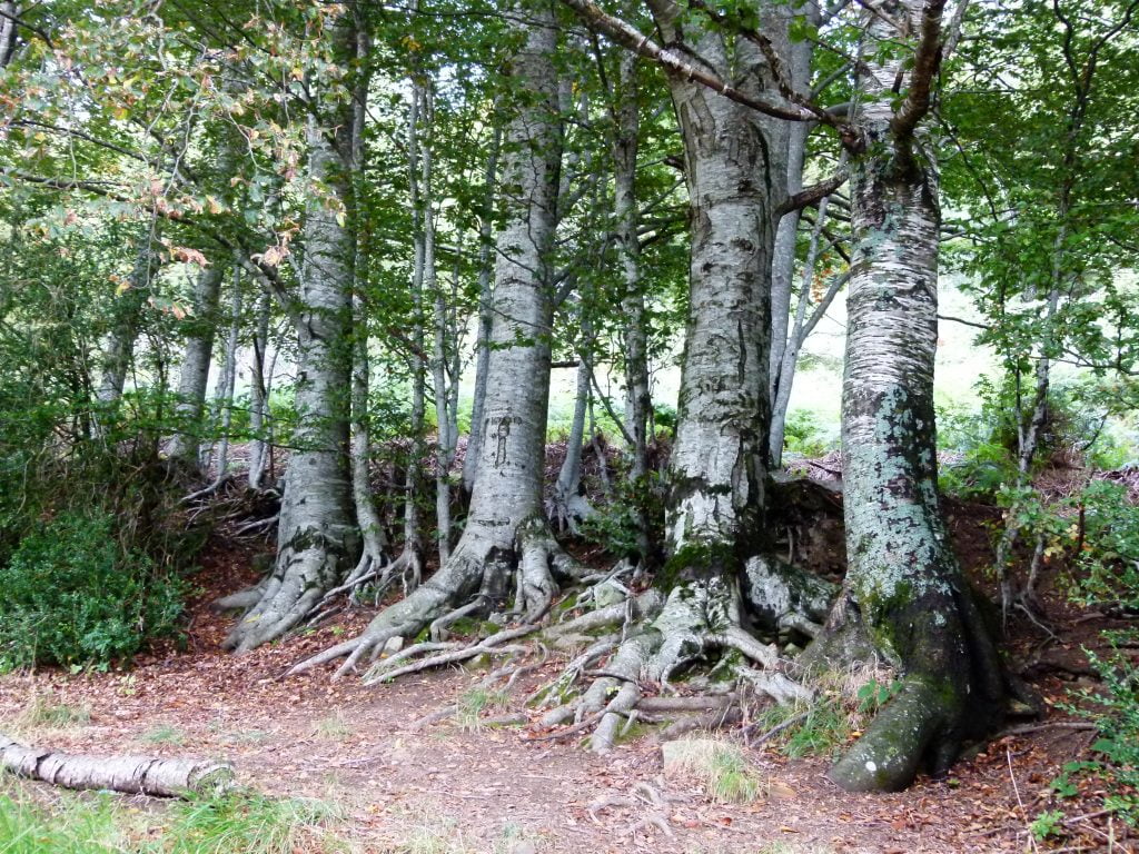 Orsigna, seguendo Terzani sull'Appennino pistoiese - immagine 27