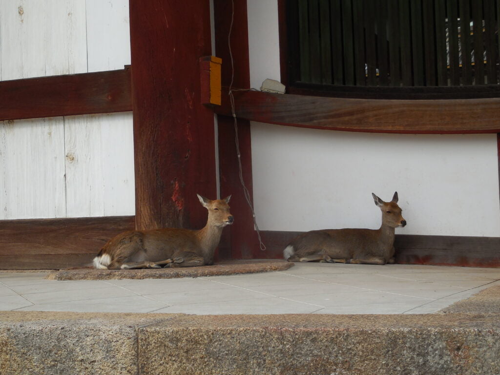 Il parco di Nara, tra i cervi e il Tōdai-ji - immagine 3