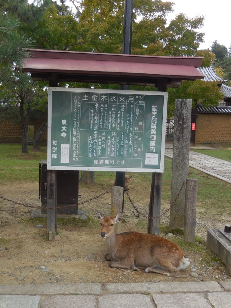 Il parco di Nara, tra i cervi e il Tōdai-ji - immagine 4