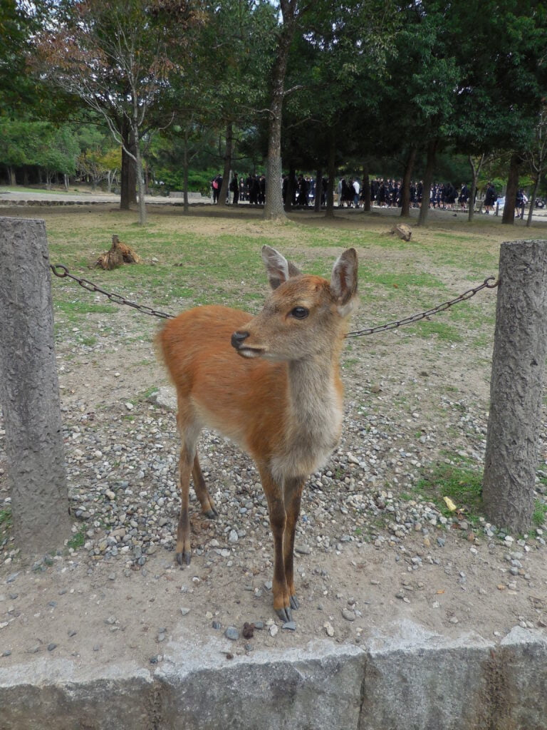 Il parco di Nara, tra i cervi e il Tōdai-ji - immagine 5