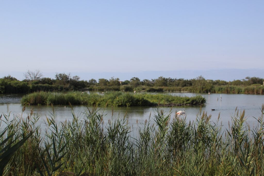 Camargue in 1 giorno - immagine 6