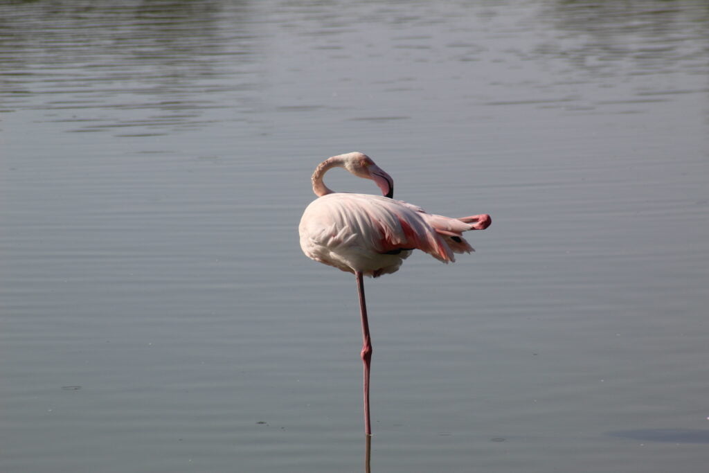 Camargue in 1 giorno - immagine 7