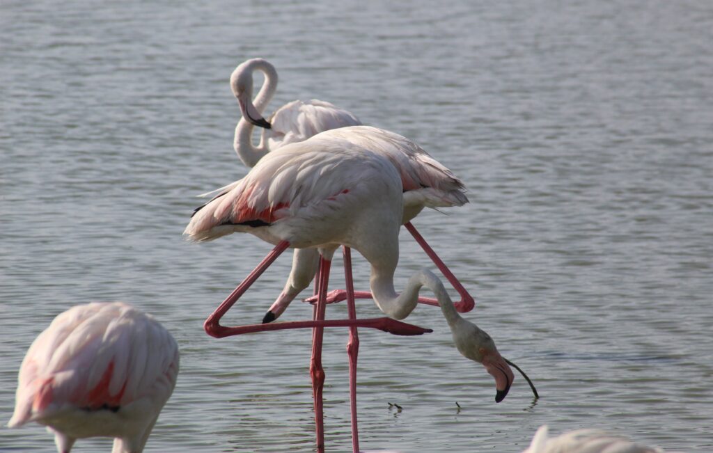 Camargue in 1 giorno - immagine 8