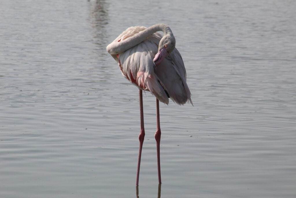 Camargue in 1 giorno - immagine 9