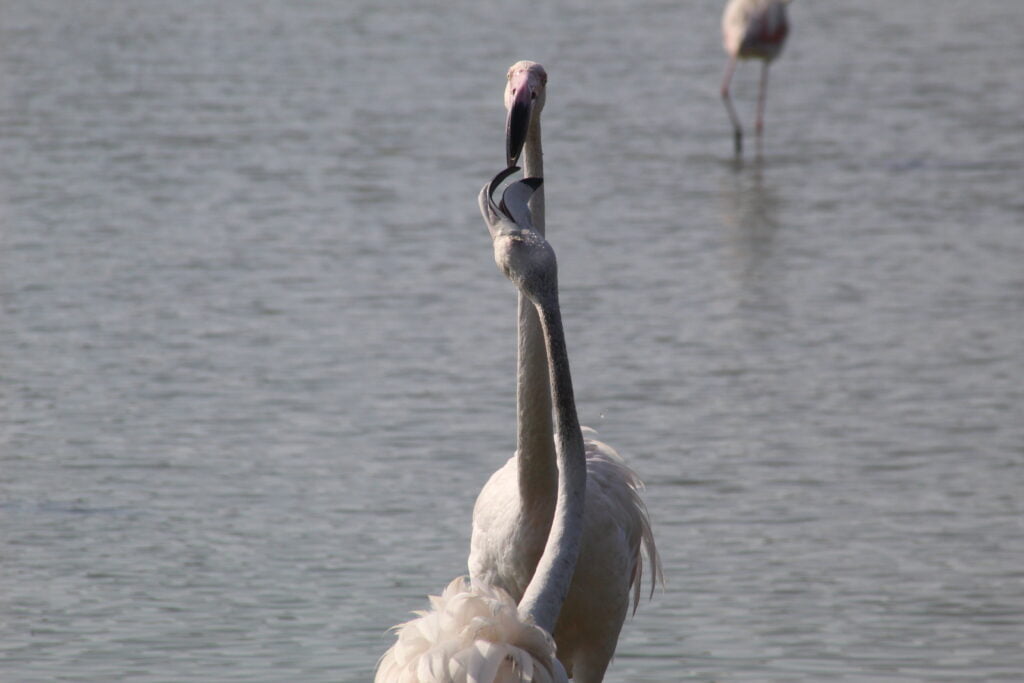 Camargue in 1 giorno - immagine 10