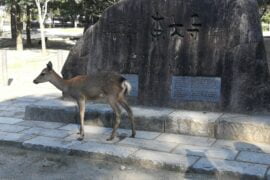 Il parco di Nara, tra i cervi e il Tōdai-ji - immagine 1