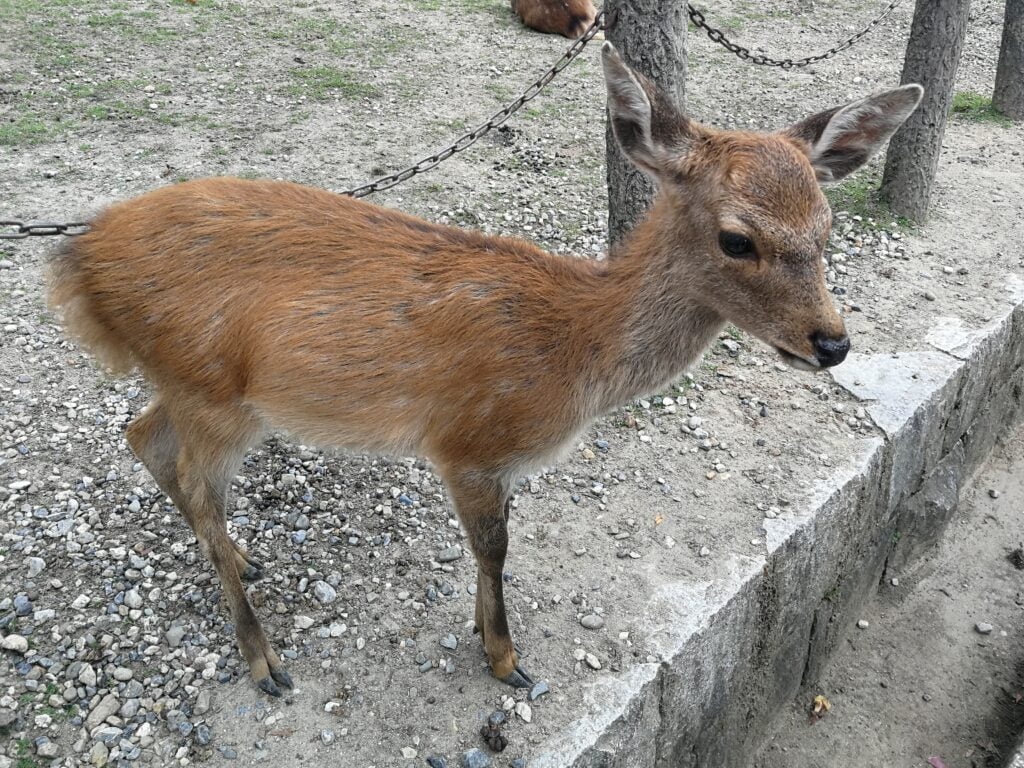 Il parco di Nara, tra i cervi e il Tōdai-ji - immagine 6