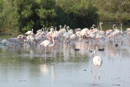 Camargue in 1 giorno - immagine 1