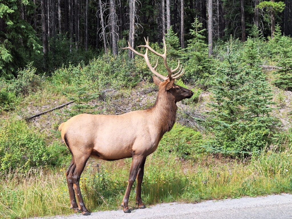 Canada, da Vancouver ai parchi delle Rockies - immagine 18