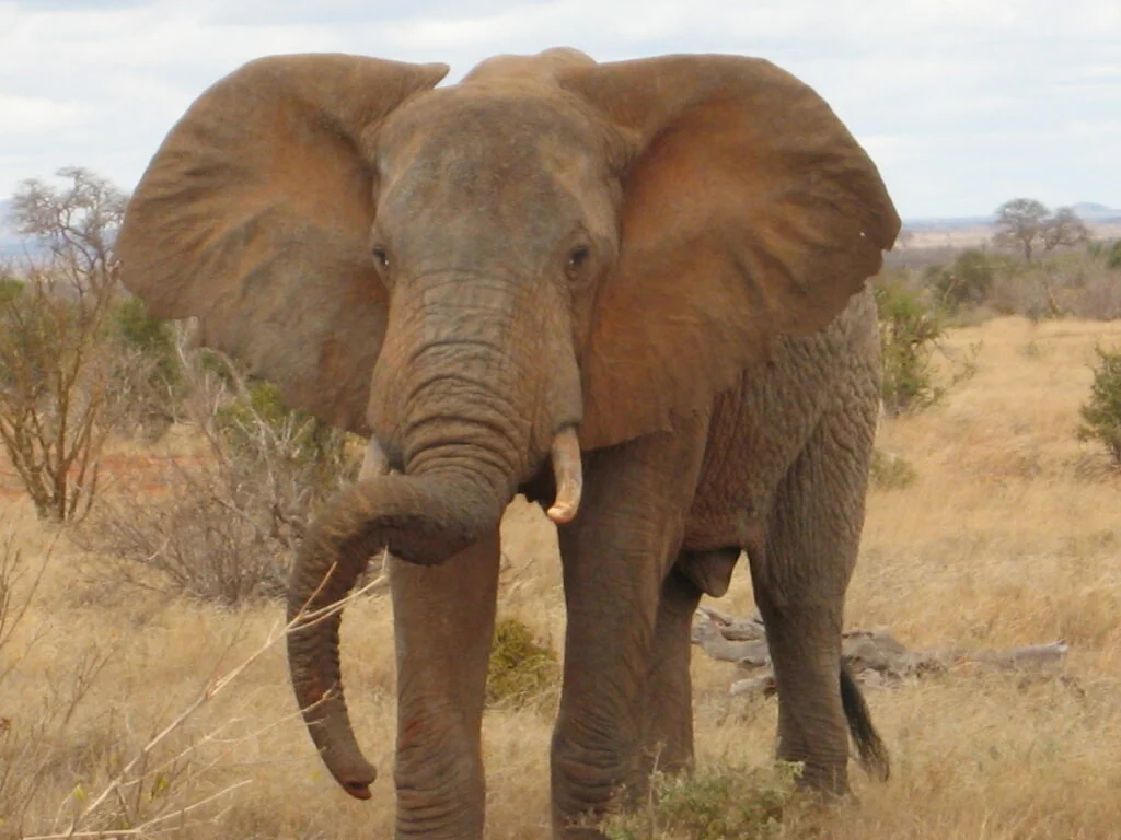 Elefante, africano o asiatico, tutte le differenze - immagine 7