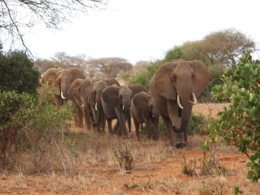 Elefante, africano o asiatico, tutte le differenze - immagine 12