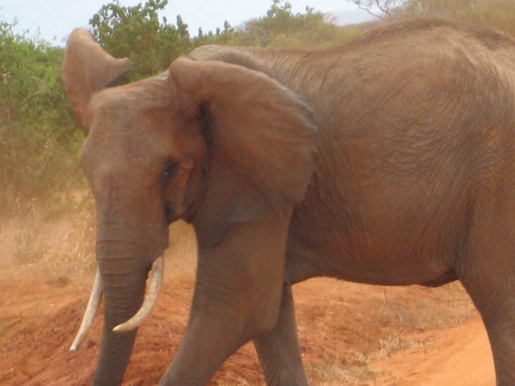 Elefante, africano o asiatico, tutte le differenze - immagine 9