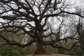 La Quercia delle Streghe, tra storia e leggenda - immagine 1