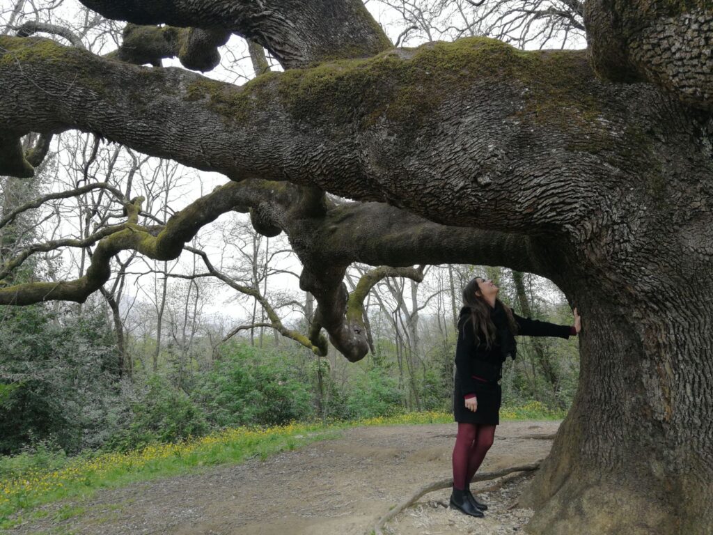 La Quercia delle Streghe, tra storia e leggenda - immagine 4