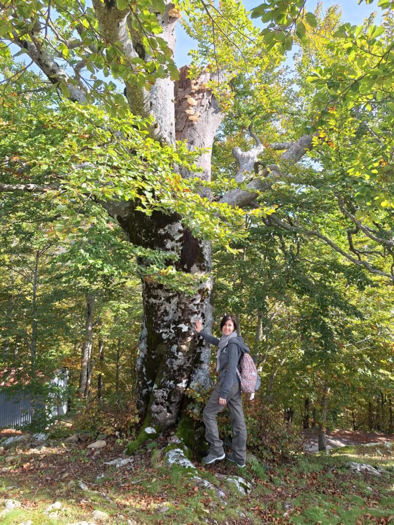 Foliage in Garfagnana: i Patriarchi di Pratofosco - immagine 5