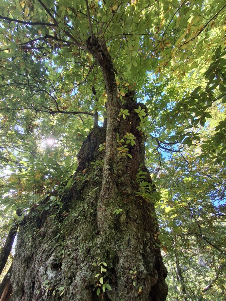 Foliage in Garfagnana: i Patriarchi di Pratofosco - immagine 7