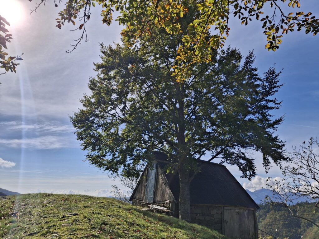 Foliage in Garfagnana: i Patriarchi di Pratofosco - immagine 3