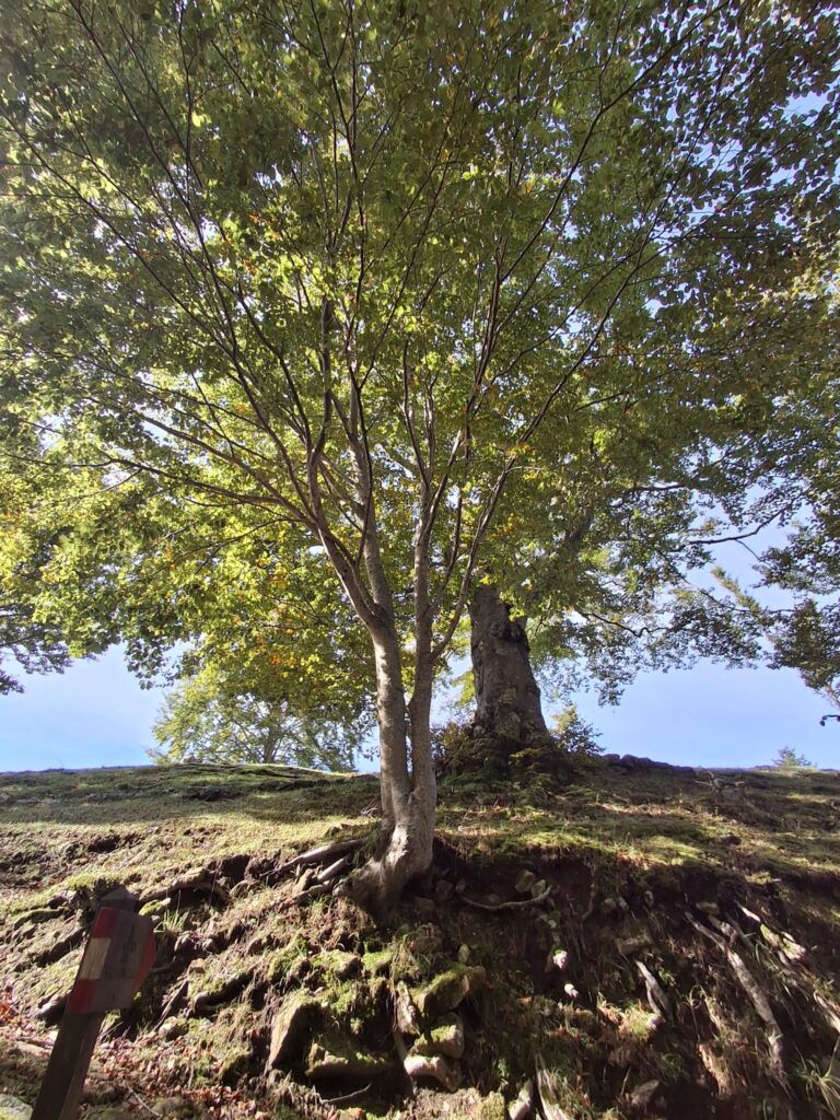 Foliage in Garfagnana: i Patriarchi di Pratofosco - immagine 6