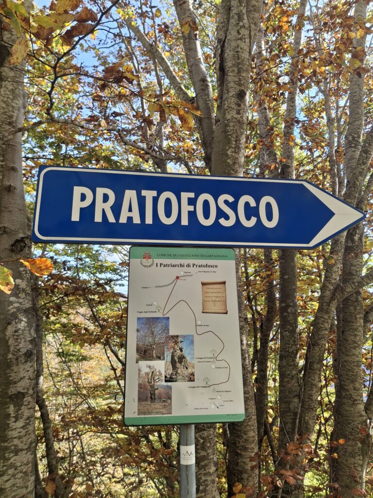 Foliage in Garfagnana: i Patriarchi di Pratofosco - immagine 4